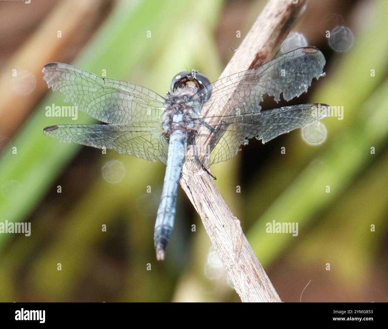 Little Blue Dragonlet (Erythrodiplax minuscula) Stockfoto