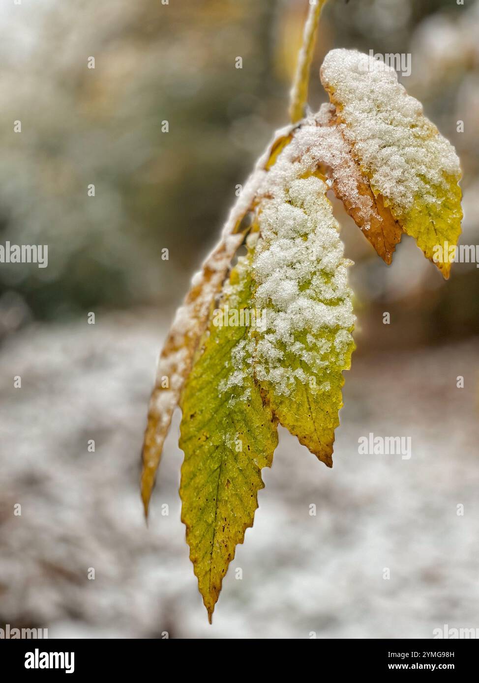 Süße Kastanienblätter, umhüllt von Schnee Stockfoto