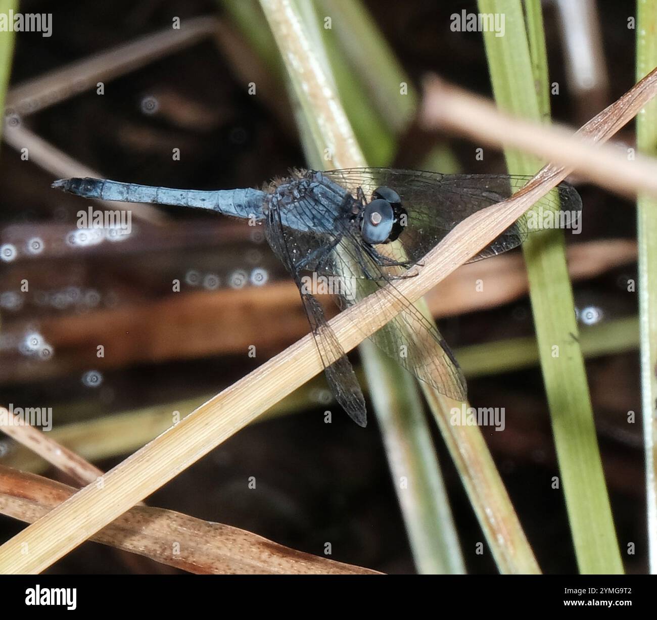 Little Blue Dragonlet (Erythrodiplax minuscula) Stockfoto