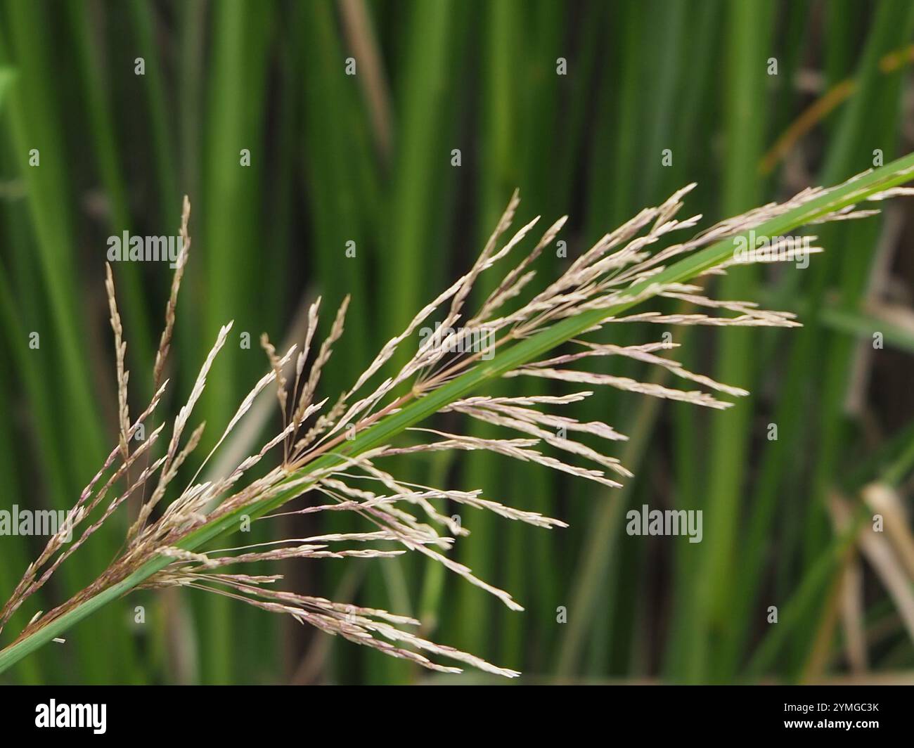 Vetiver (Chrysopogon zizanioides) Stockfoto