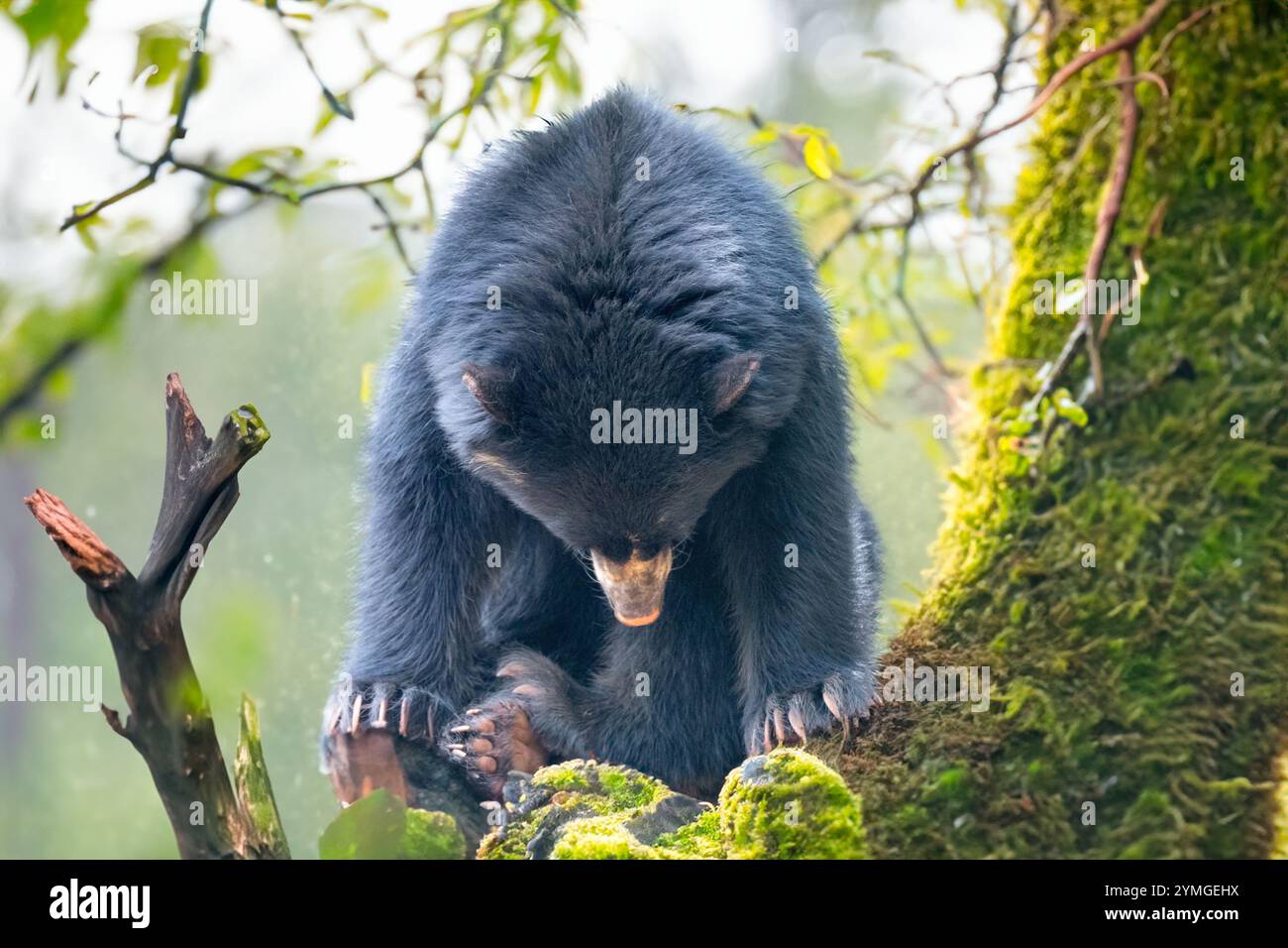 südamerikanischer Brillenbär (Tremarctos ornatus). Stockfoto