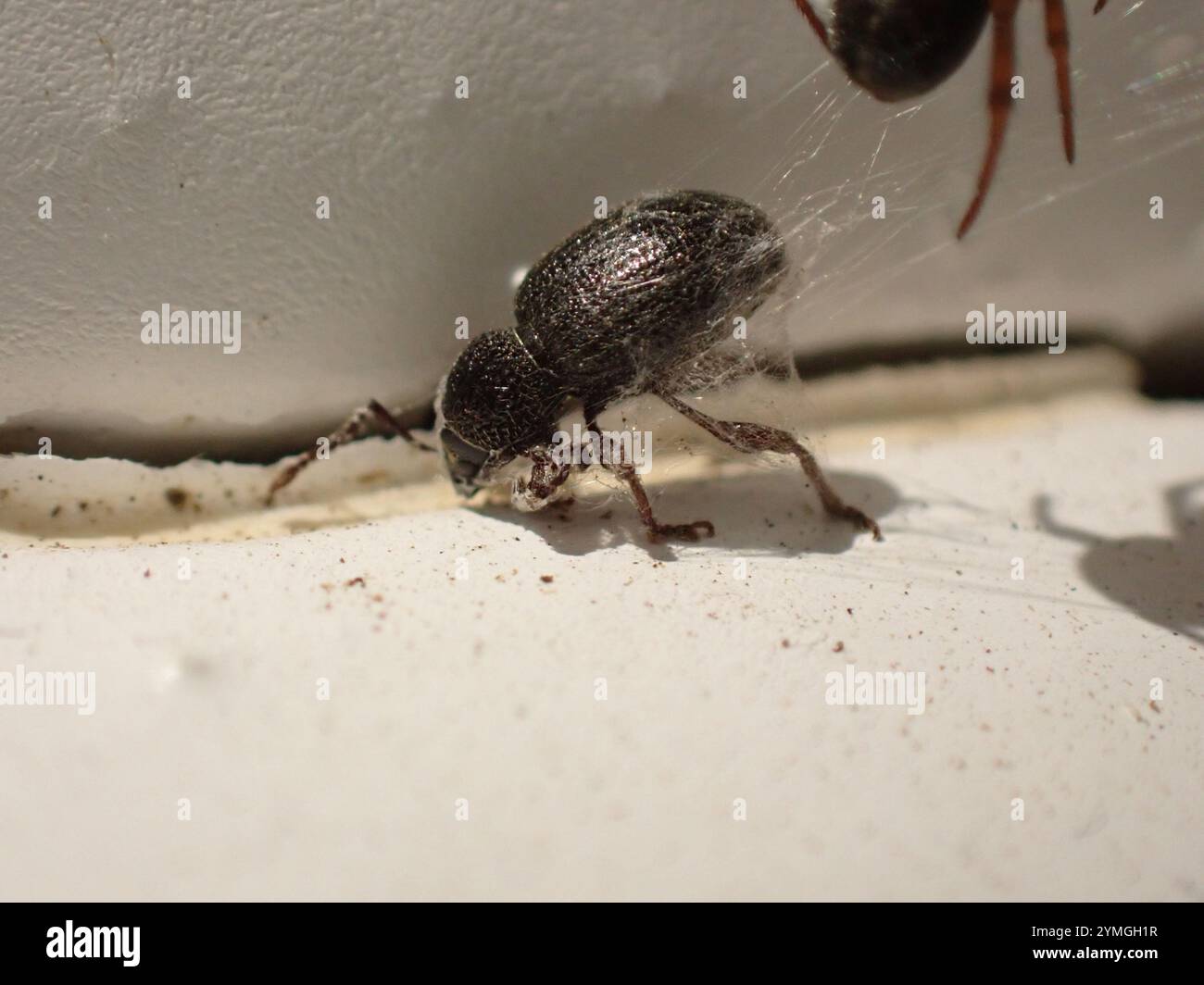 Erdbeerwurzel Weevil (Otiorhynchus ovatus) Stockfoto