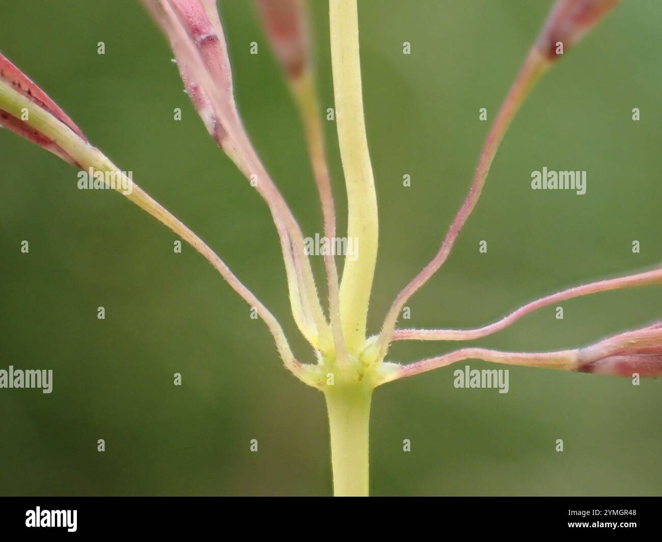 Vetiver (Chrysopogon zizanioides) Stockfoto