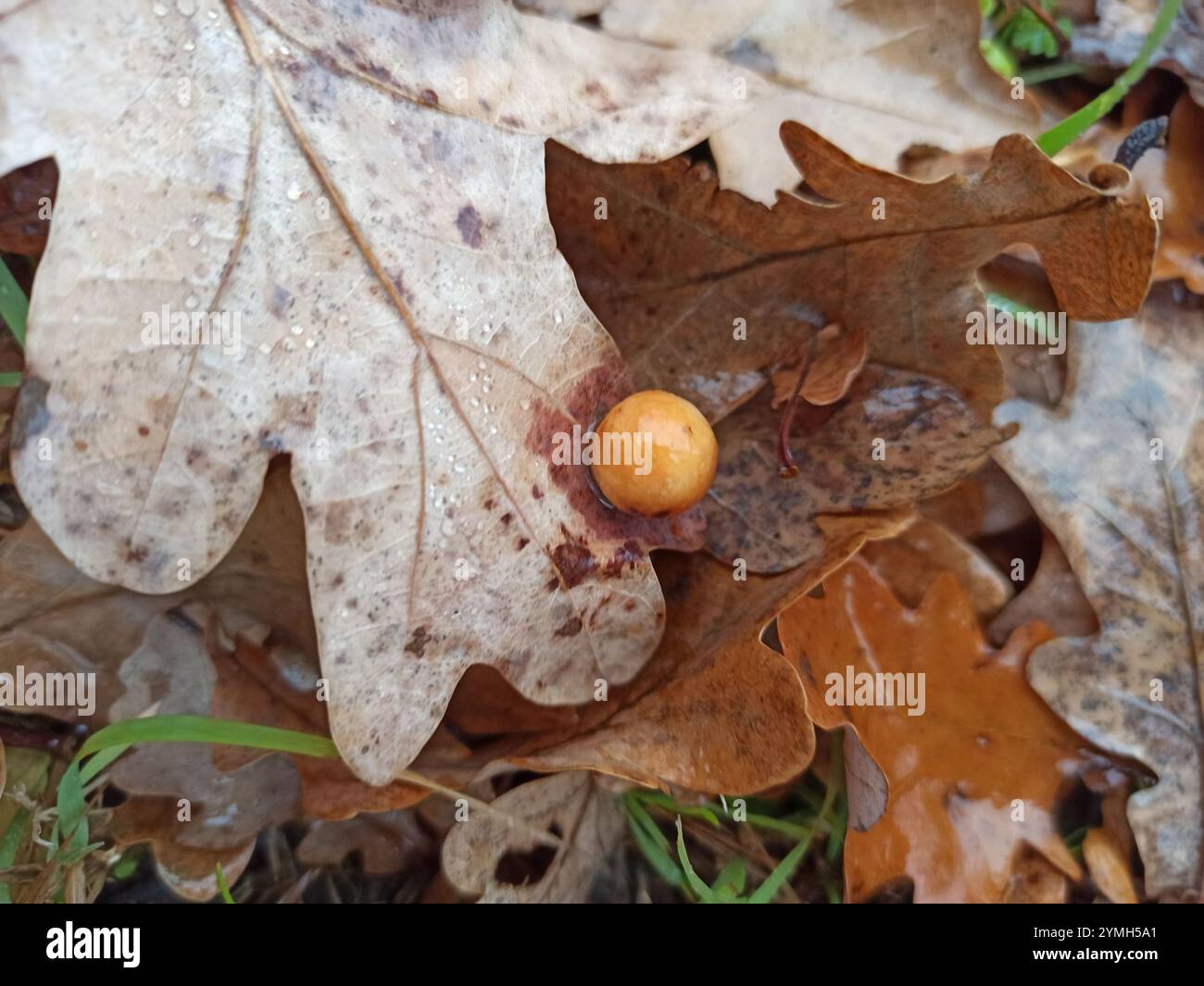 Cherry Gall Wasp (Cynips quercusfolii) Stockfoto