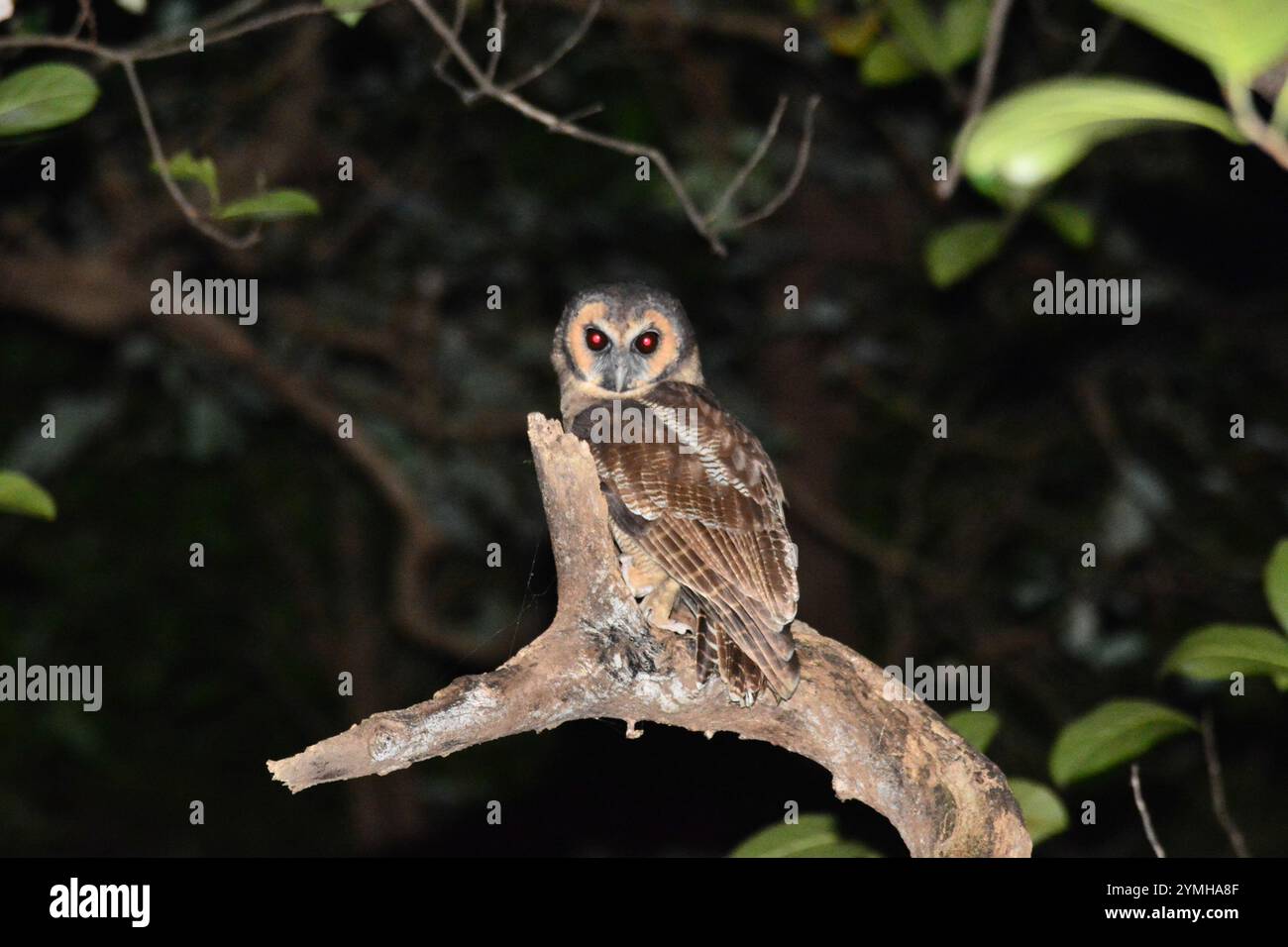 Braune Holzeule (Strix leptogrammica) Stockfoto