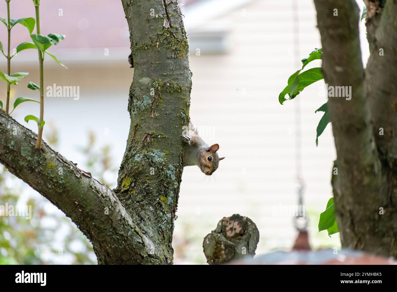 Ein Eastern Grey Eichhörnchen hängt in einem Baum, in Alarmbereitschaft, auf der Suche nach Raubtieren. Stockfoto