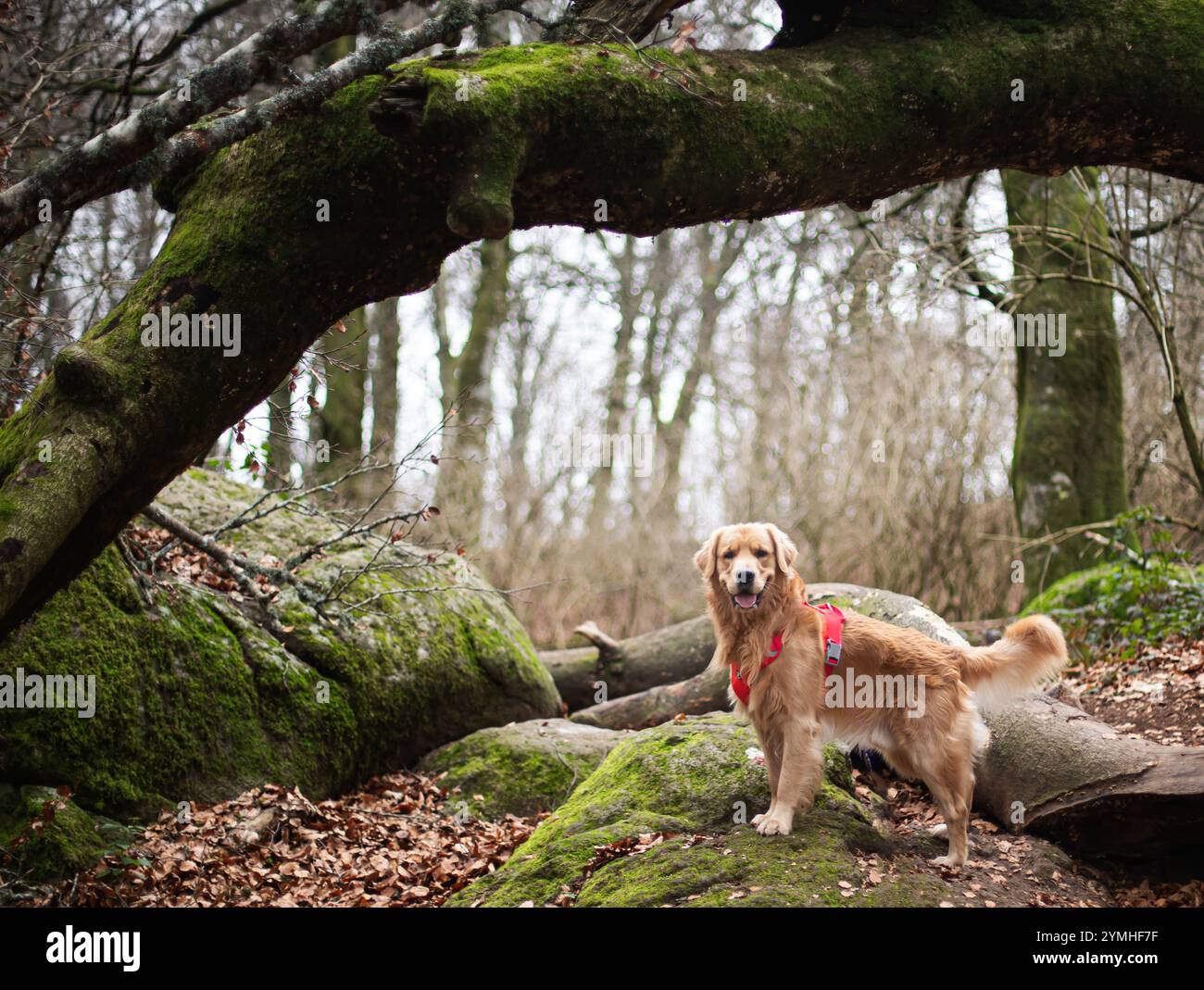 Golden Retriever im Wald in wilder Natur Stockfoto