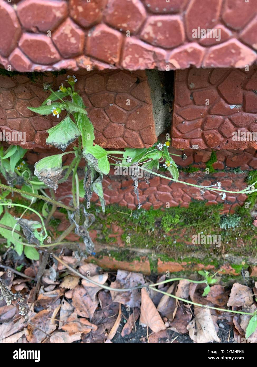 shaggy Soldat (Galinsoga quadriradiata) Stockfoto