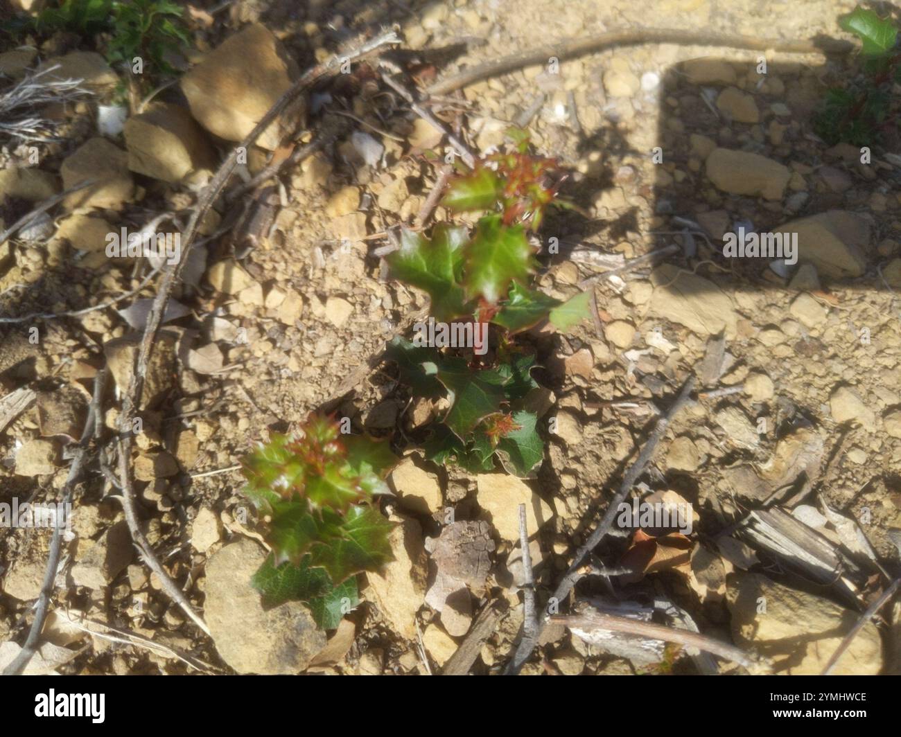 Kalifornische Eiche (Quercus berberberidifolia) Stockfoto