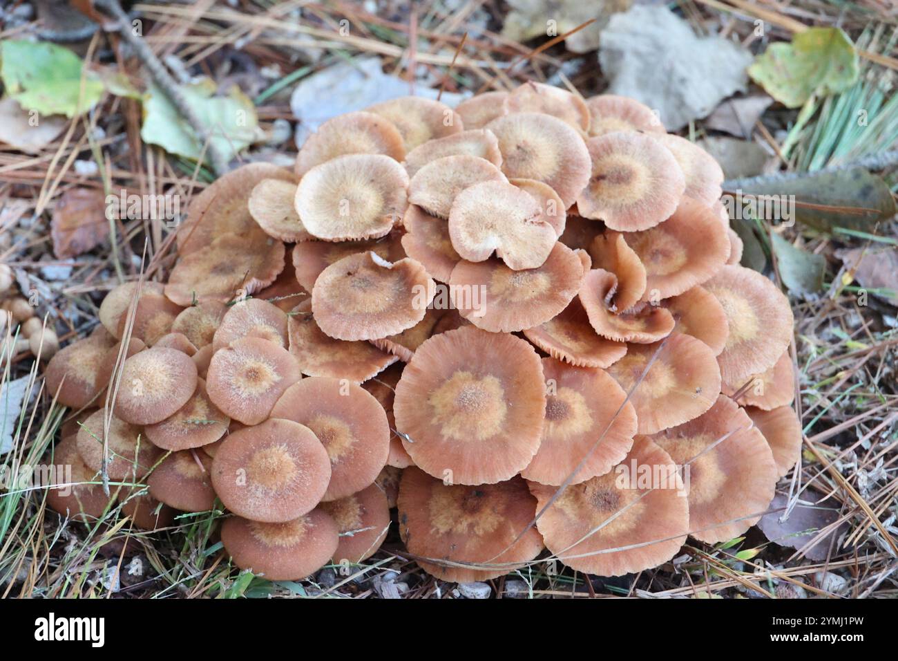 Ringloser Honigpilz (Desarmillaria caespitosa) Stockfoto