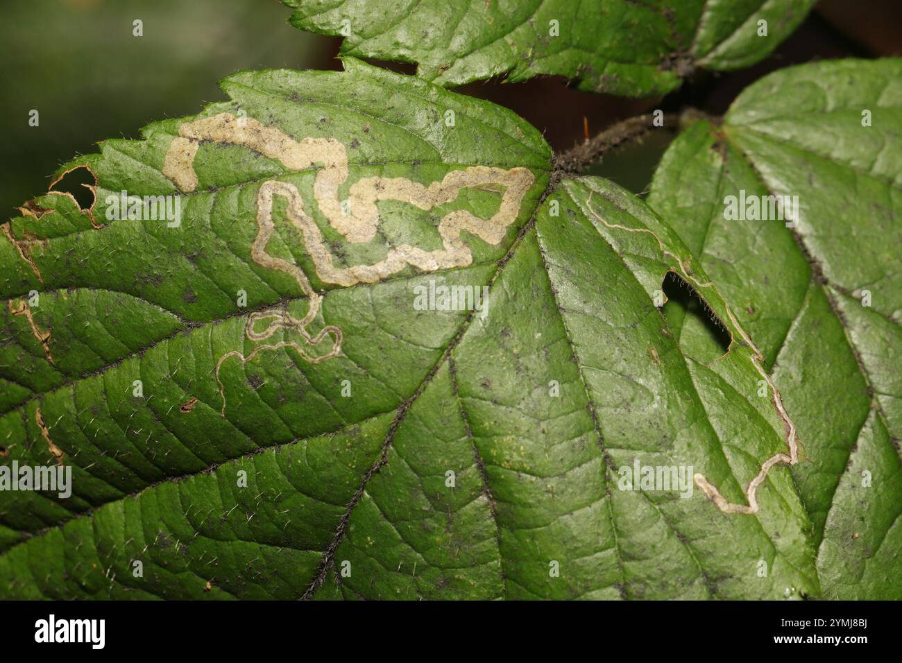 Goldenes Pigmy (Stigmella aurella) Stockfoto