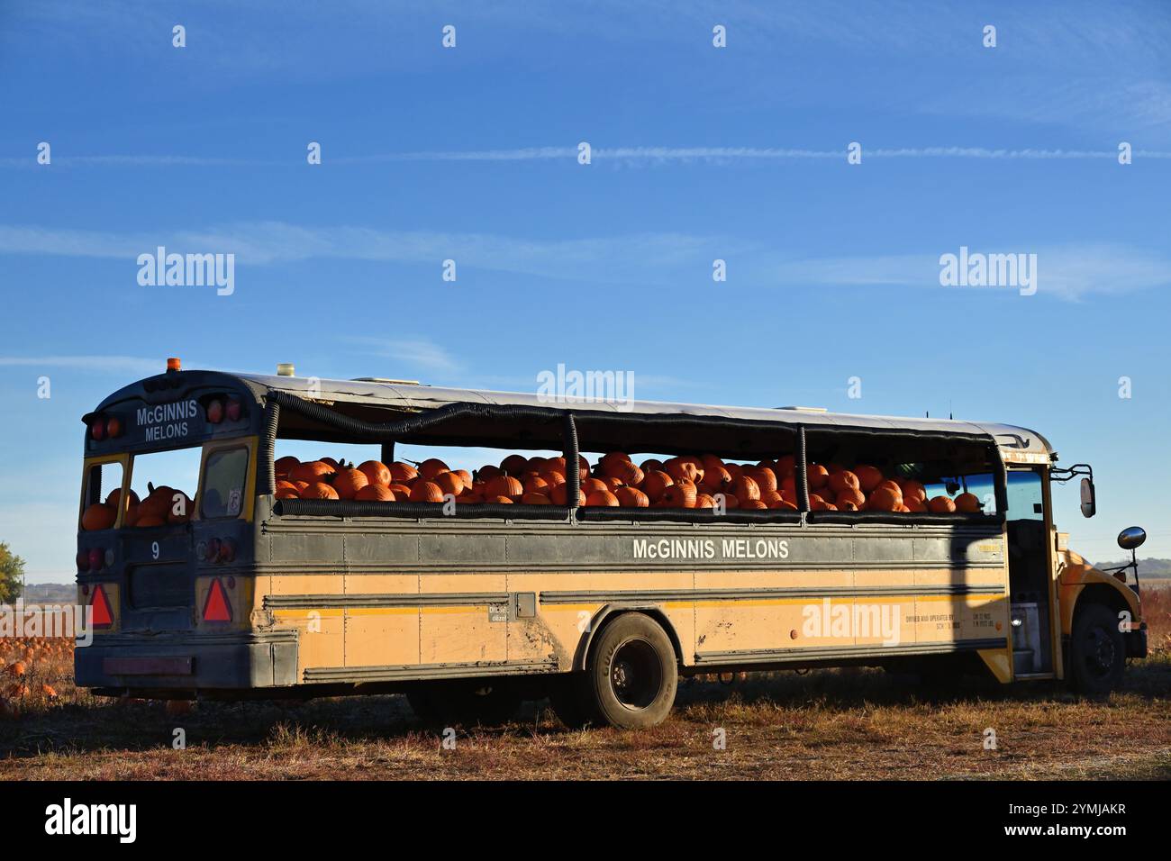 Thomson, Illinois, USA. Umgebaute Schulbusse, wie der abgebildete, bieten Transpoft für frisch geerntete Kürbisse. Stockfoto