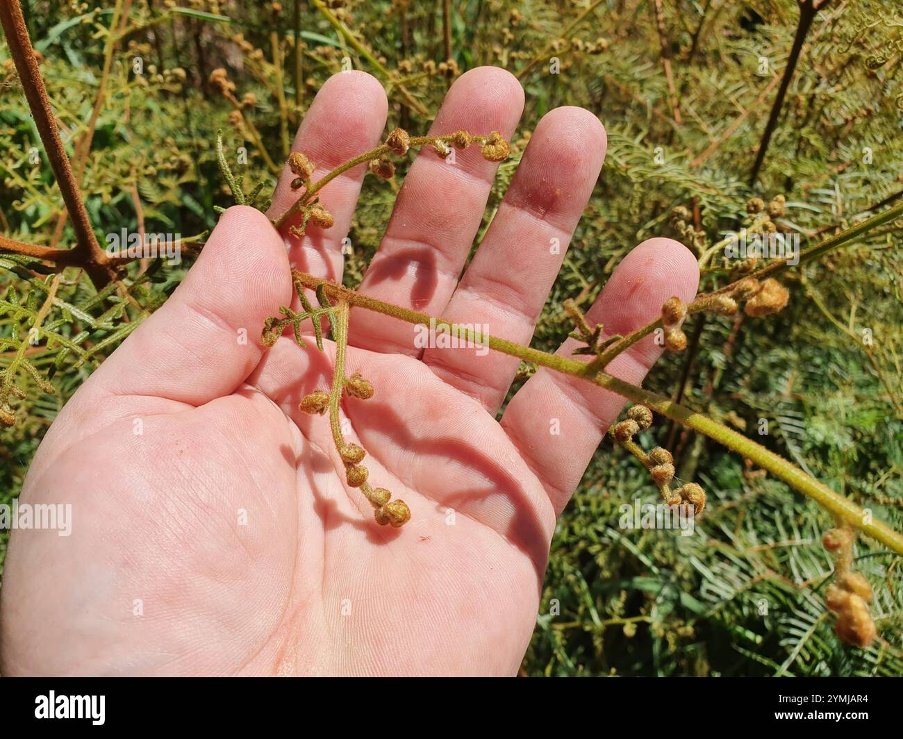 Austral Bracken (Pteridium esculentum) Stockfoto