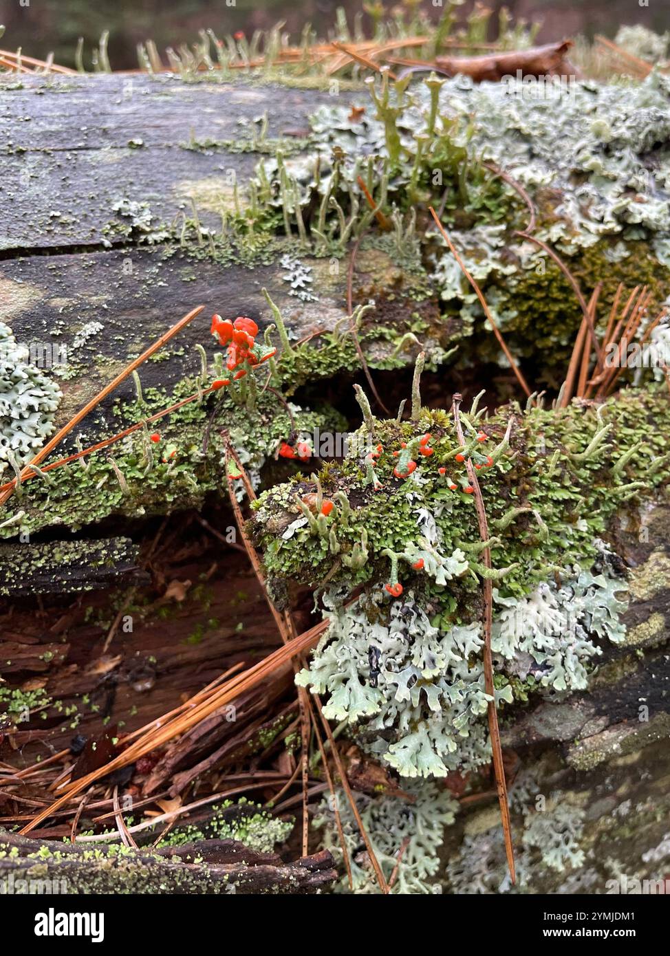 Britische Soldatenflechte (Cladonia cristatella) Stockfoto