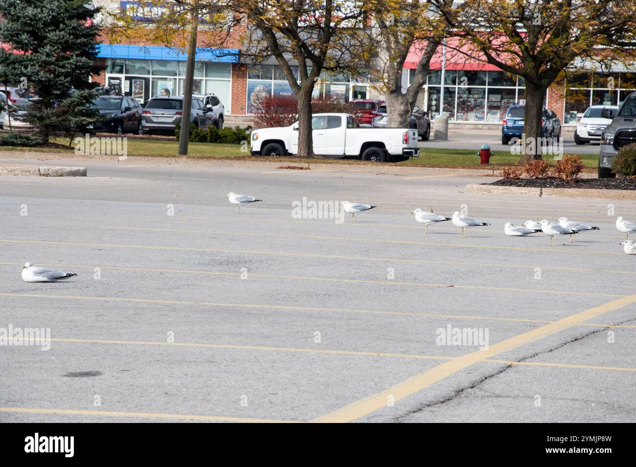 Möwen sitzen auf einem Parkplatz in Niagara Falls, Ontario, Kanada Stockfoto