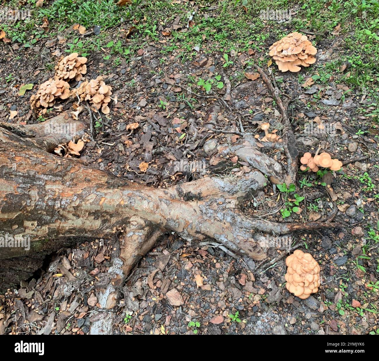 Ringloser Honigpilz (Desarmillaria caespitosa) Stockfoto