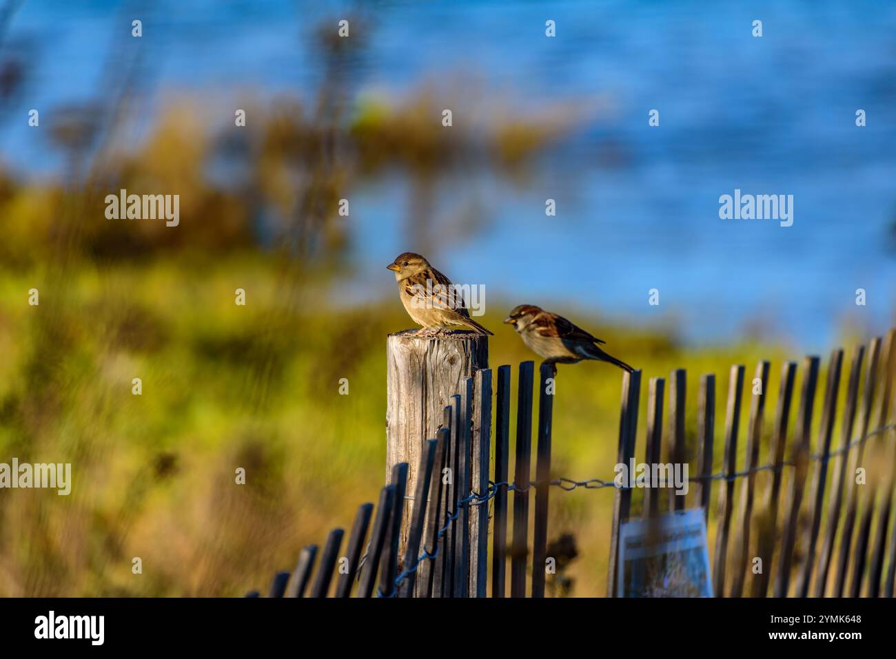 Ein Paar House Spatzen, Passer domesticus, sitzen auf einem Zaun in der Colorado Lagoon, Long Beach, Kalifornien. Quelle: Erik Morgan Stockfoto