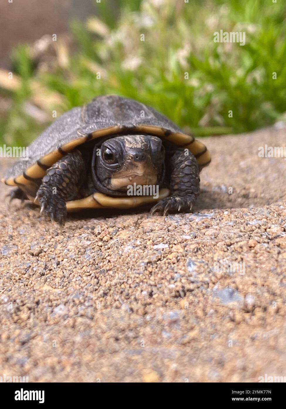 Eine junge Kastenschildkröte, die auf die Kamera blickt - Smartphone-aufgenommenes Stockfoto