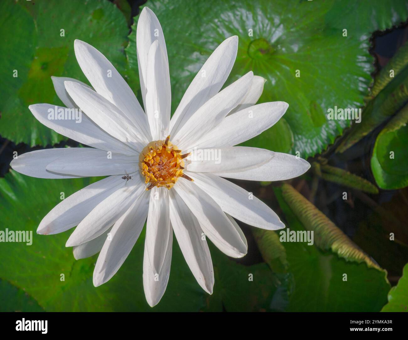 Ein Blick aus der Vogelperspektive eines schwebenden Insekts, das eine weiße Seerose bestäubt und von leuchtenden grünen Lilienpads in einem kleinen tropischen Feuchtteich umgeben ist. Stockfoto