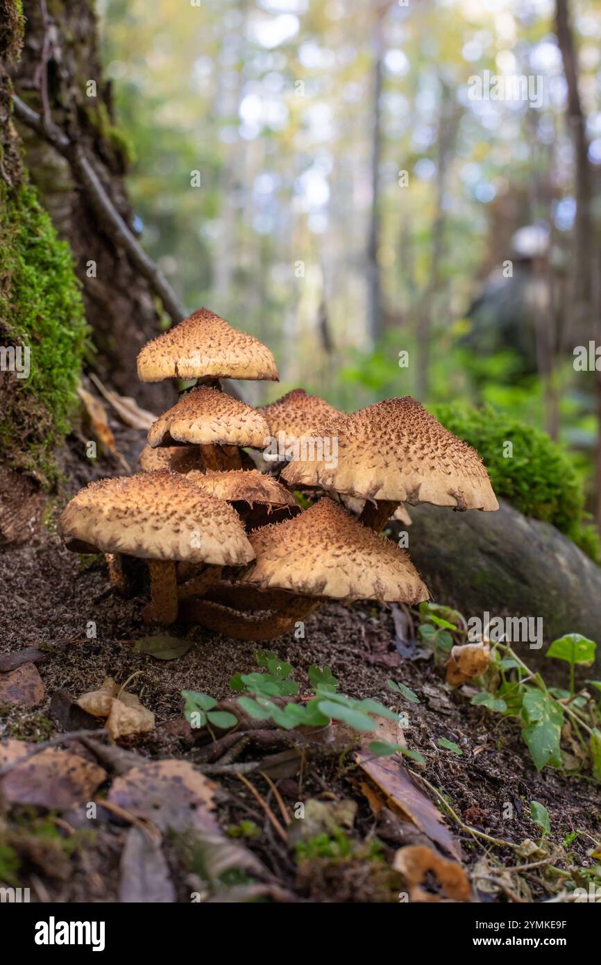 Gruppe kleiner Pilze mit braunen Kappen, die im Wald wachsen Stockfoto