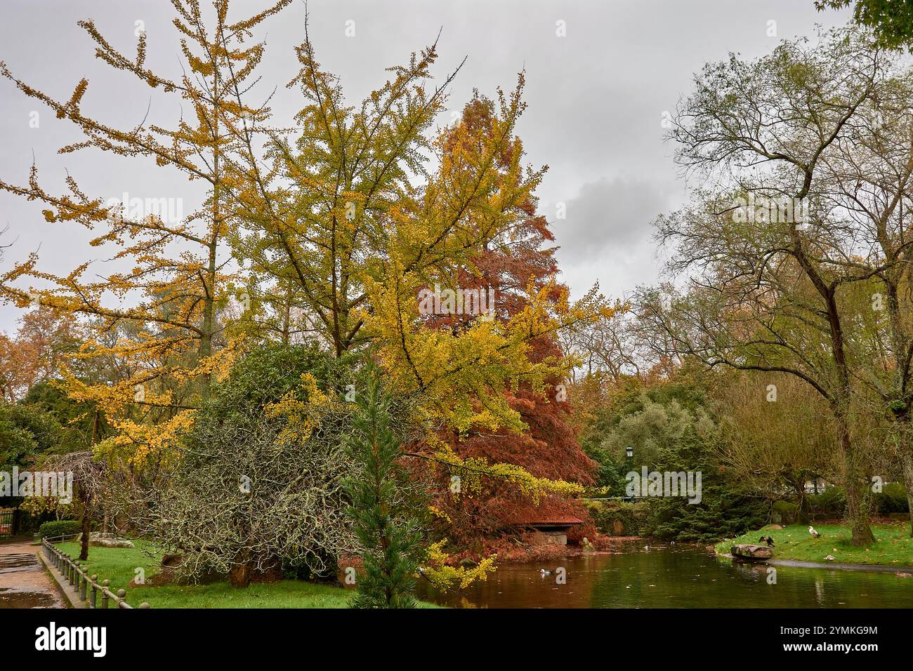 Goldene Herbstblätter schweben sanft auf einem ruhigen Teich und schaffen eine ruhige und malerische Szene von saisonaler Schönheit und Reflexion. Stockfoto