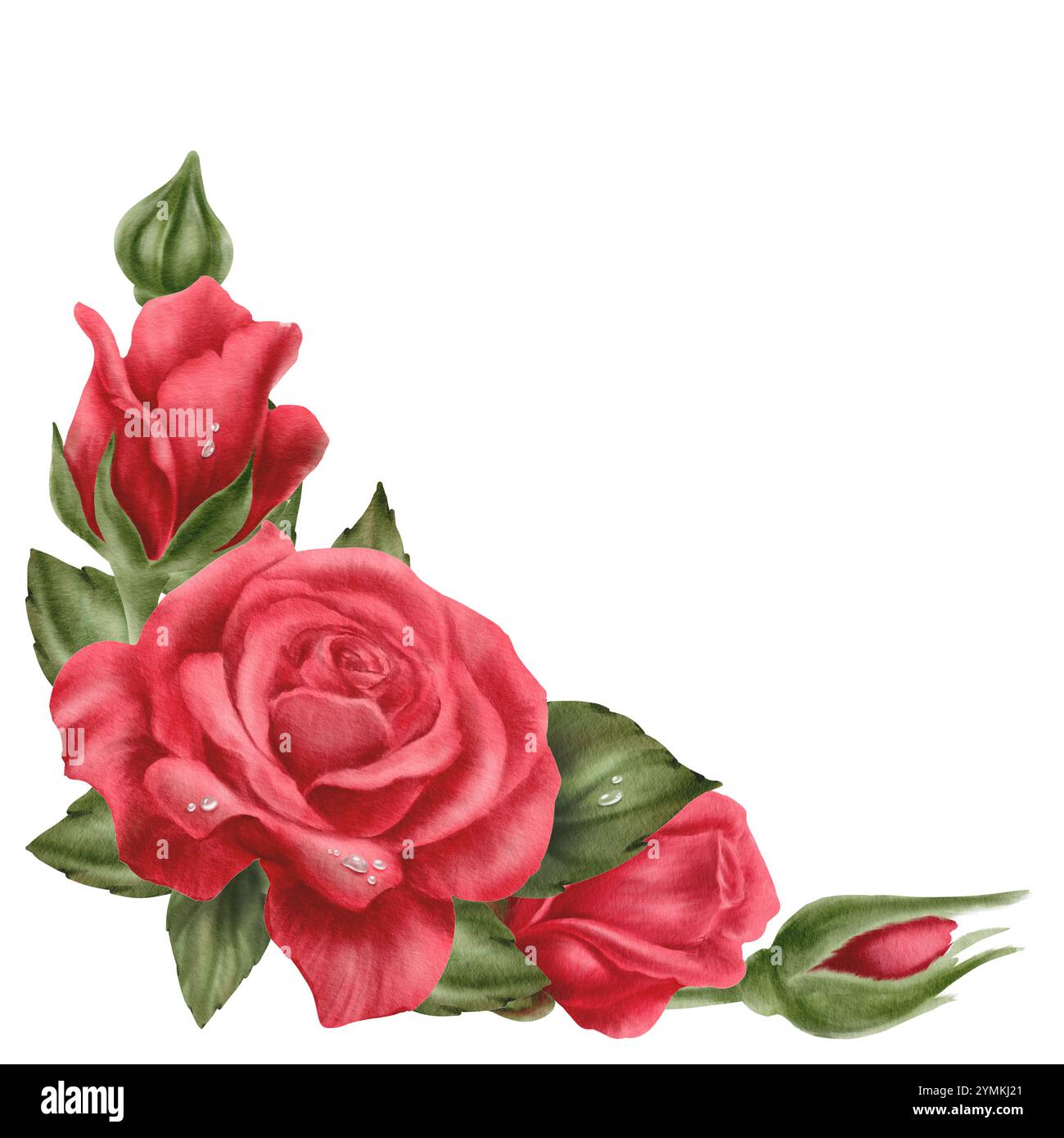 Rote Rosen mit Tropfen, Knospen und Blättern in Eckanordnung im realistischen Stil in Aquarelltechnik als Symbol für Liebe, Leidenschaft, Begehren. Handgezeichnet Stockfoto