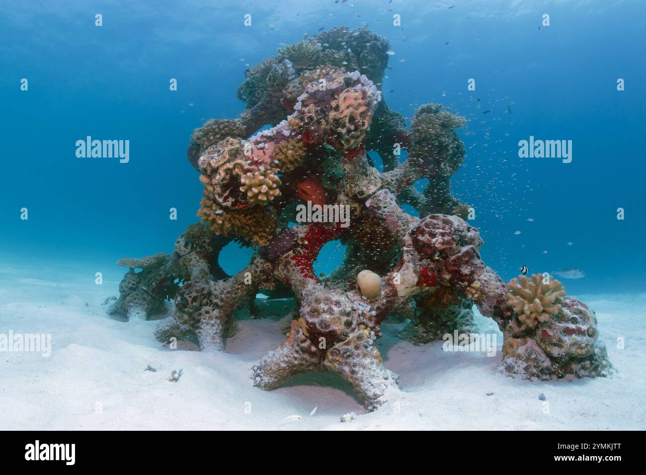 Das größte künstliche Korallenriff der Welt mit 3D-Druck auf den Malediven, das North Male Atoll, neben der Sommerinsel (Ziyaaraifushi). Stockfoto