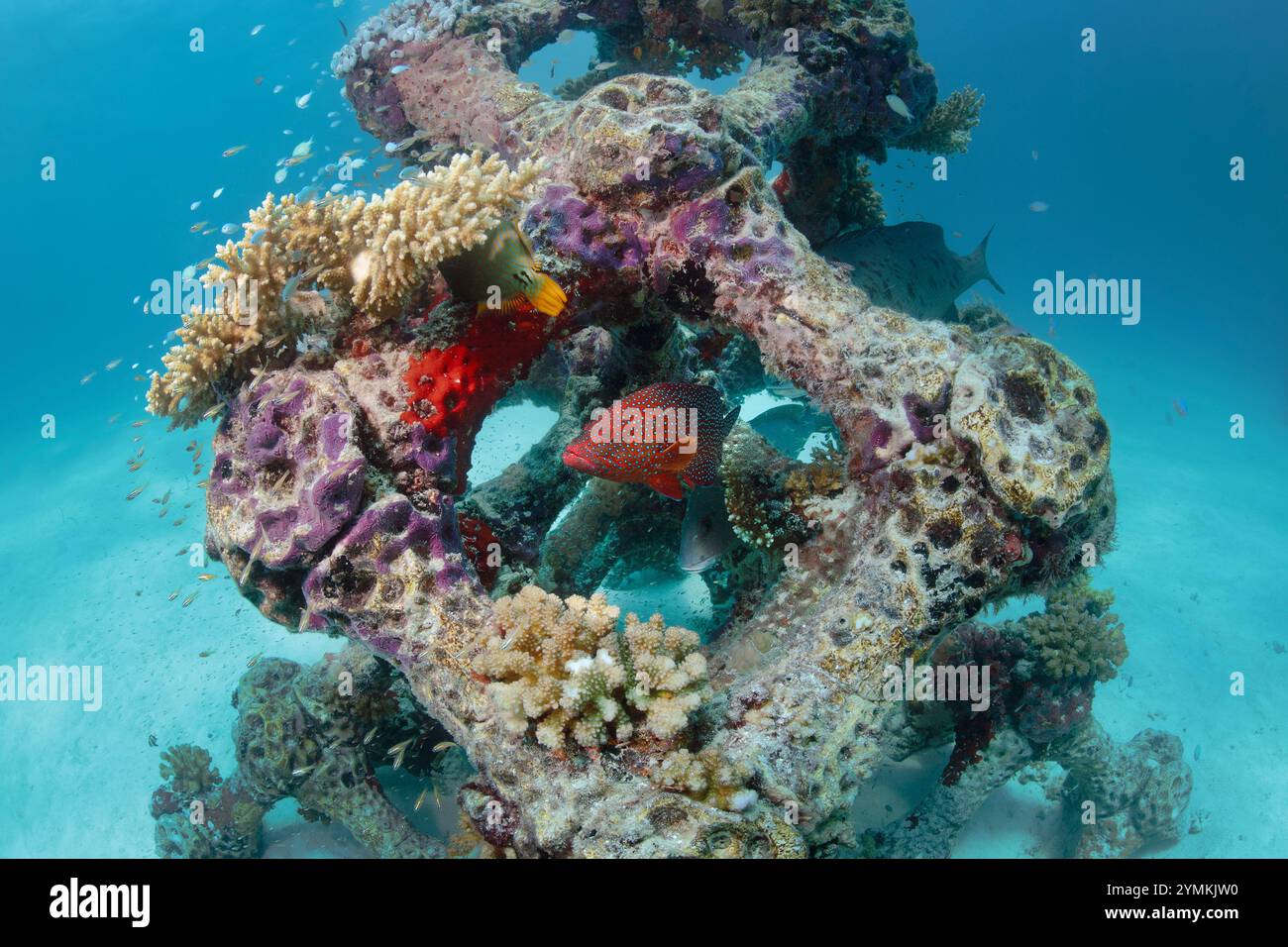 Das größte künstliche Korallenriff der Welt mit 3D-Druck auf den Malediven, das North Male Atoll, neben der Sommerinsel (Ziyaaraifushi). Stockfoto