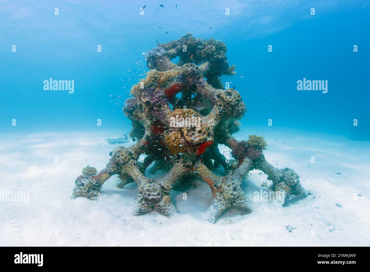 Das größte künstliche Korallenriff der Welt mit 3D-Druck auf den Malediven, das North Male Atoll, neben der Sommerinsel (Ziyaaraifushi). Stockfoto
