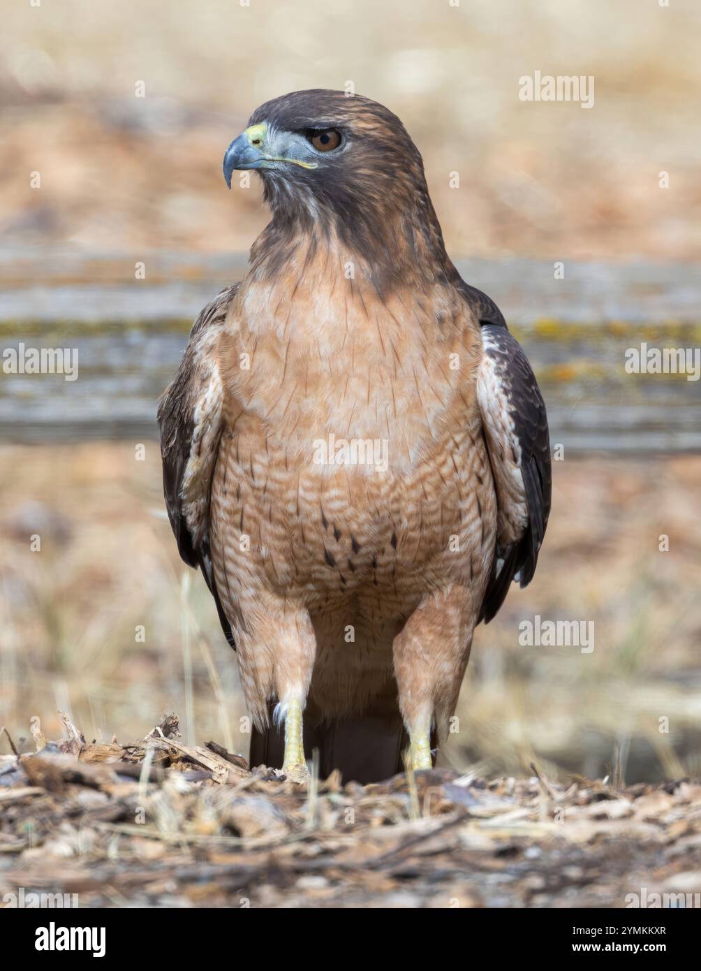 Rotschwanzfalke, der auf dem Gelände auf der Suche ist. Arastradero Preserve, Santa Clara County, Kalifornien, USA. Stockfoto