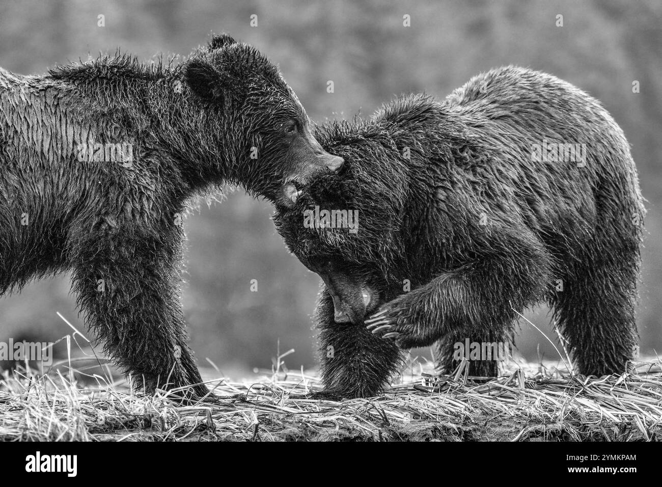 Kanada, British Columbia, Central Coast, Great Bear Rain Forest, Grizzly Stockfoto