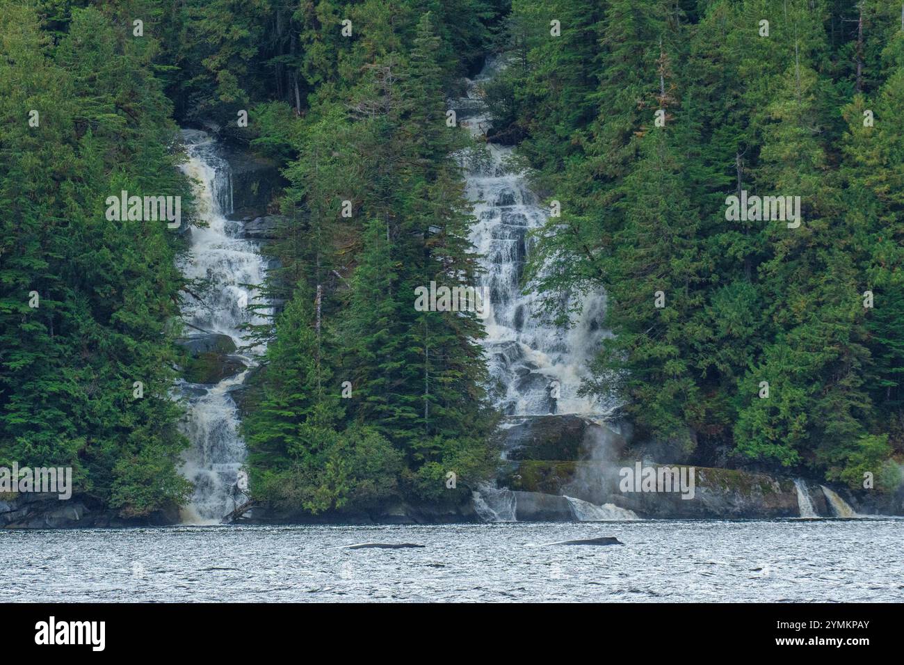 Kanada, British Columbia, Central Coast, Great Bear Rain Forest, Wasserfall und Himpback Wale Stockfoto