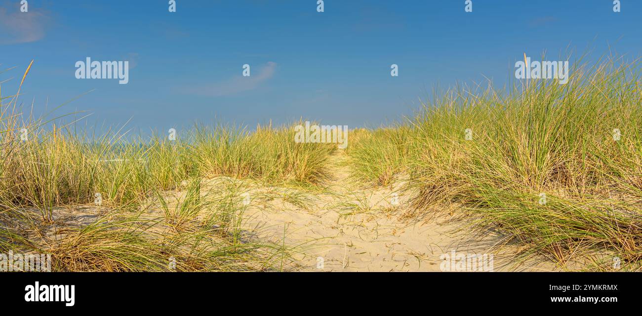 Sanddünen und Grasbanner Stockfoto