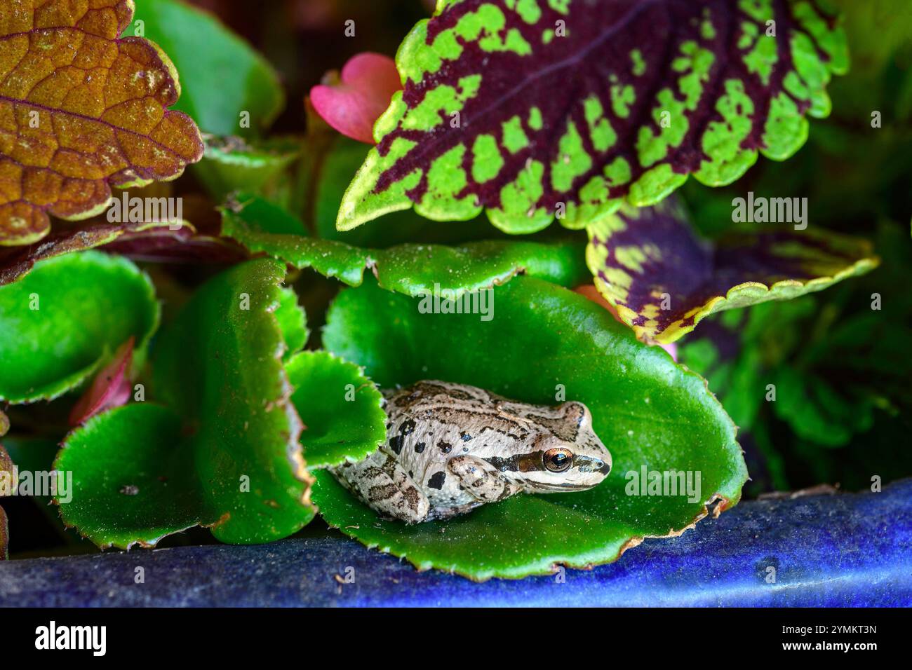 USA, Oregon, Bend, Frog, Pacific Tree Frog, Pseudacris regilla, Rancho las Hierbas Stockfoto