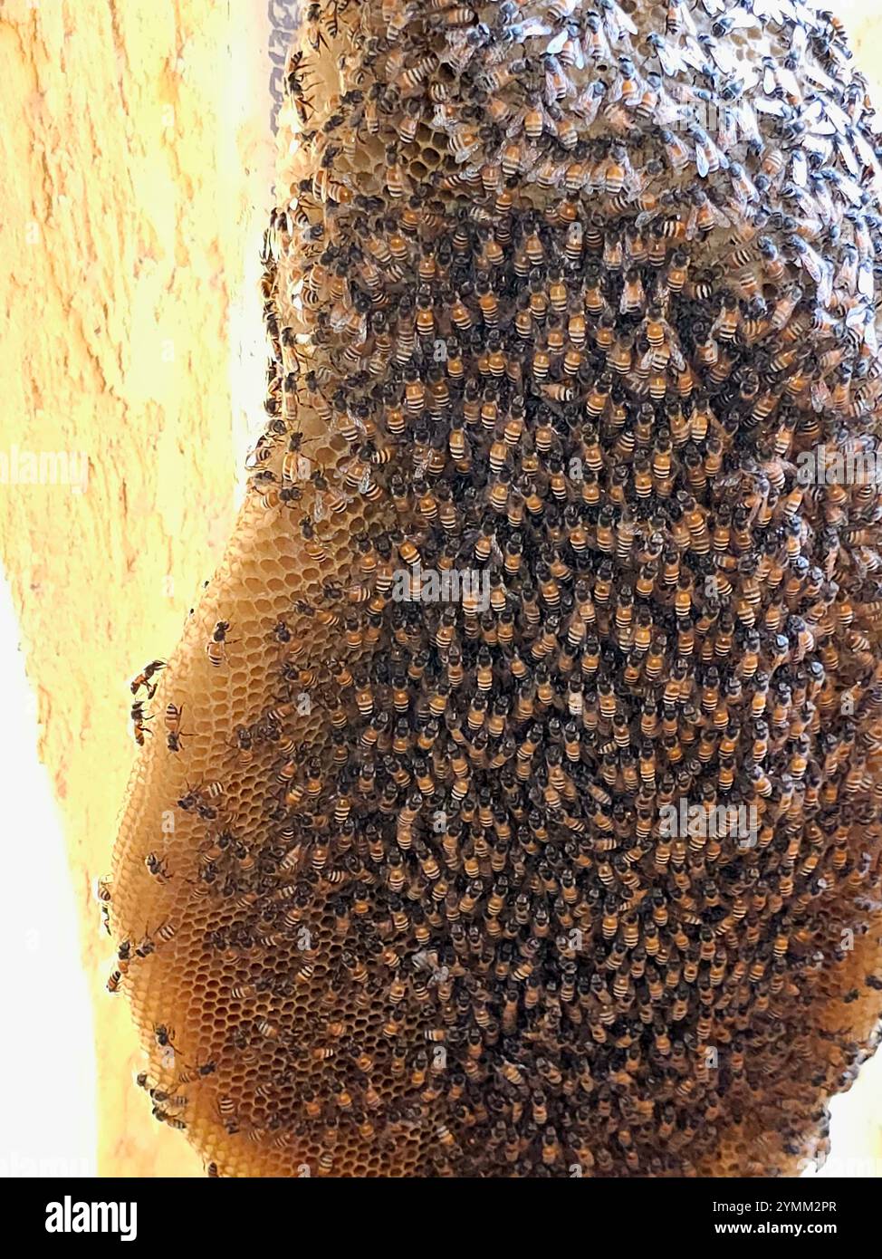 Kleine wilde Honigbienen nisten Kolonie, Bienen sind geflügelte Insekten, die eng mit Wespen und Ameisen verwandt sind und für ihre Rolle bei der Bestäubung und Honigproduktion bekannt sind Stockfoto