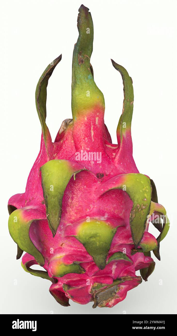 drachenfrucht mit weißem Hintergrund Stockfoto