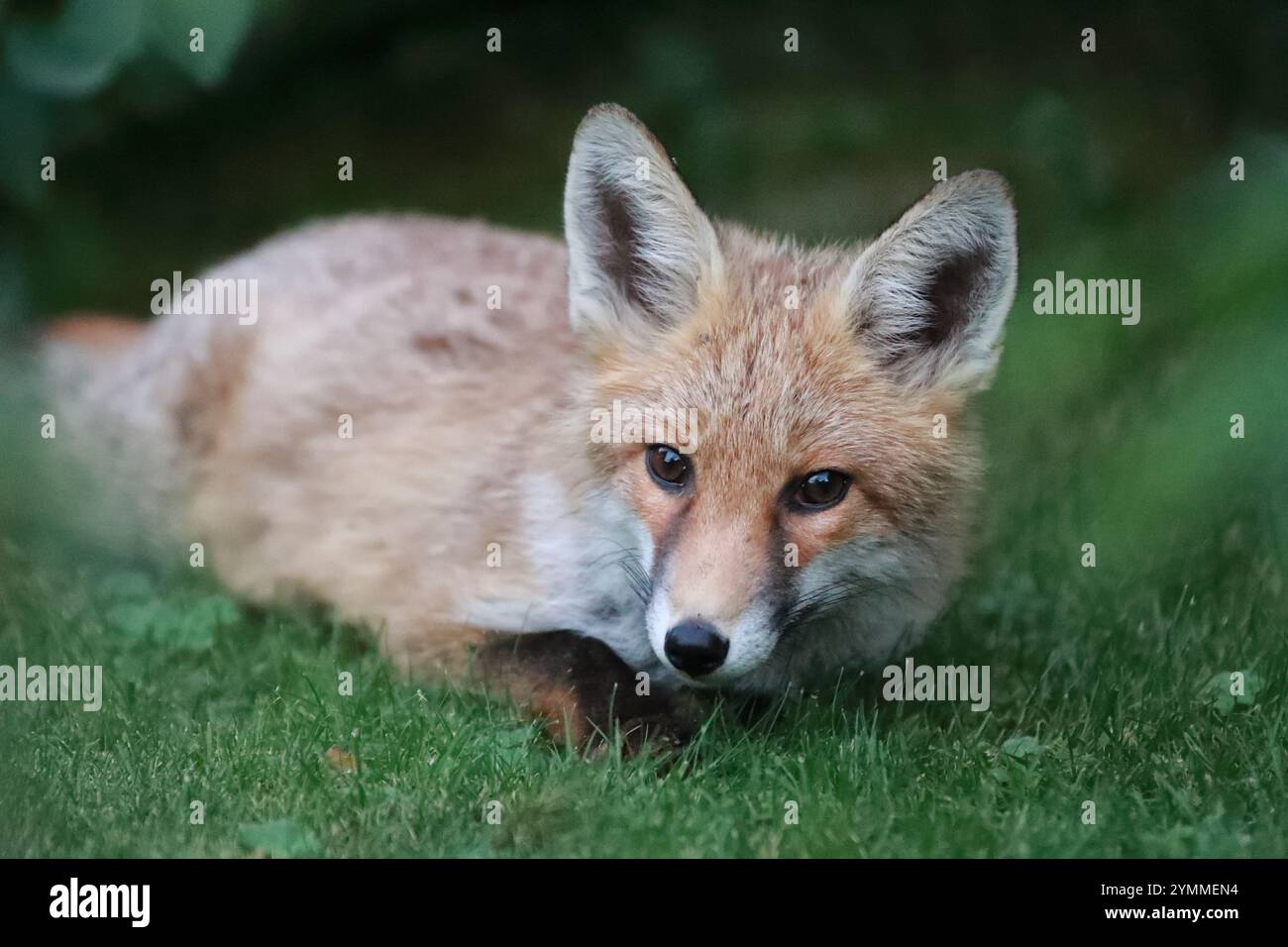 Junge Fuchs/Jungtiere, die im Gras liegen Stockfoto