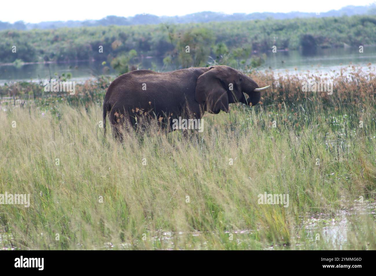 Afrikanische Elefanten am Nile River bei Safari im Murchison Falls National Park, Uganda Stockfoto