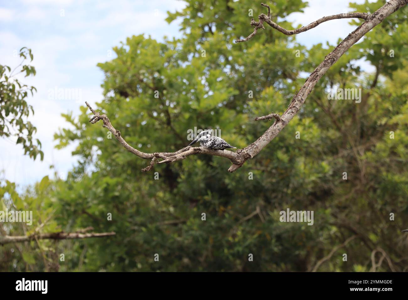 Kingfisher bild am Nile River im Murchison Falls National Park, Uganda Stockfoto