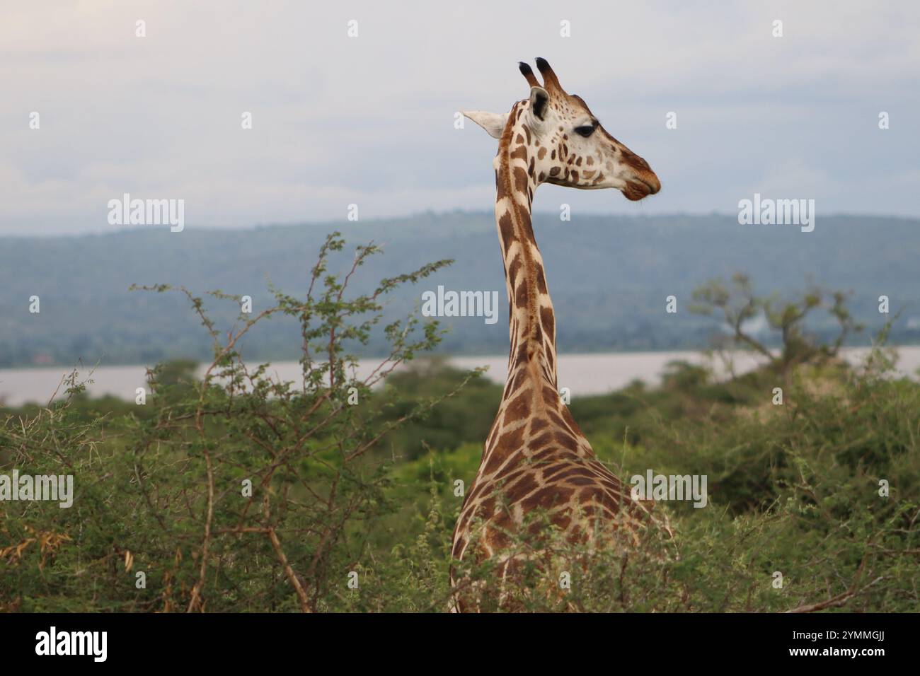 Nahaufnahme von Rothschilds Giraffe in natürlicher Umgebung, Murchison Falls National Park, Uganda Stockfoto