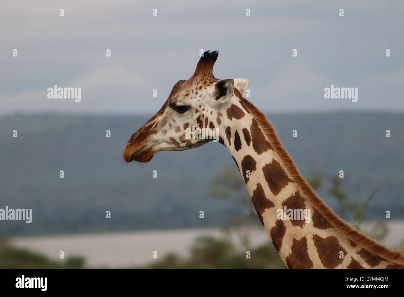 Nahaufnahme von Rothschilds Giraffe in natürlicher Umgebung, Murchison Falls National Park, Uganda Stockfoto