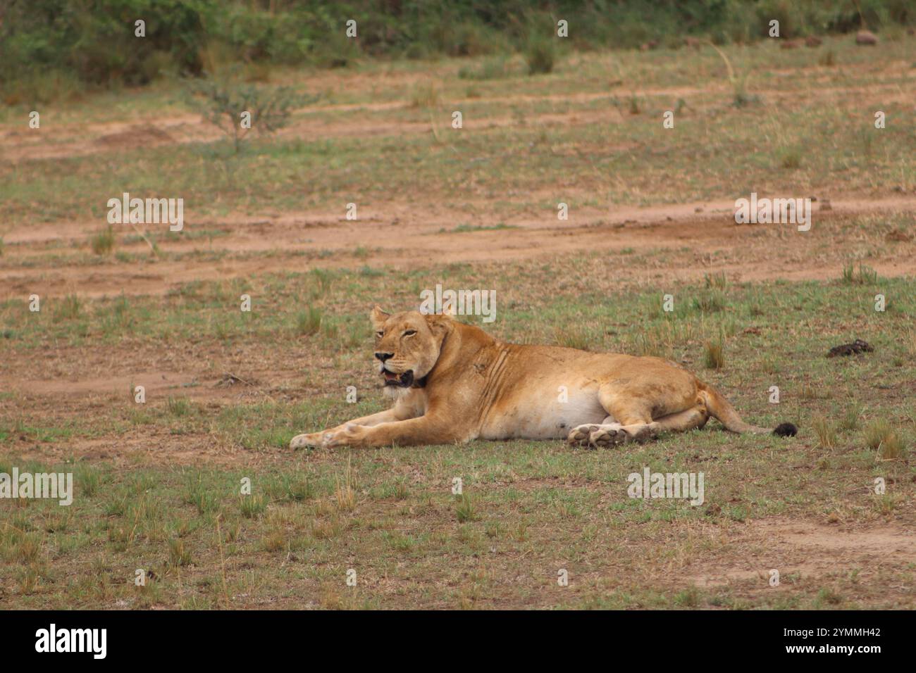 Eine Pregant weibliche Löwe in Savanna Stockfoto