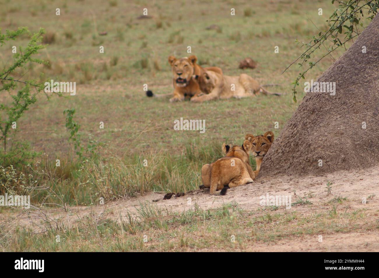 Löwenjungen spielen im Queen Elizabeth National Park, Uganda Stockfoto