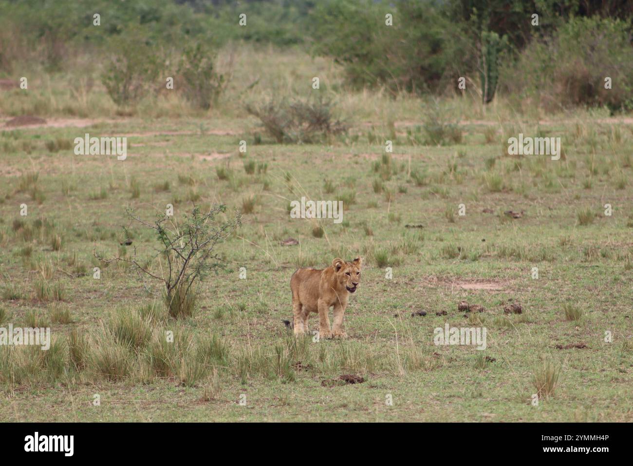 Wildes Löwenjunges in der Natur, Spaziergang durch die Savanne, Queen Elizabeth National Park, Uganda, Afrika Stockfoto