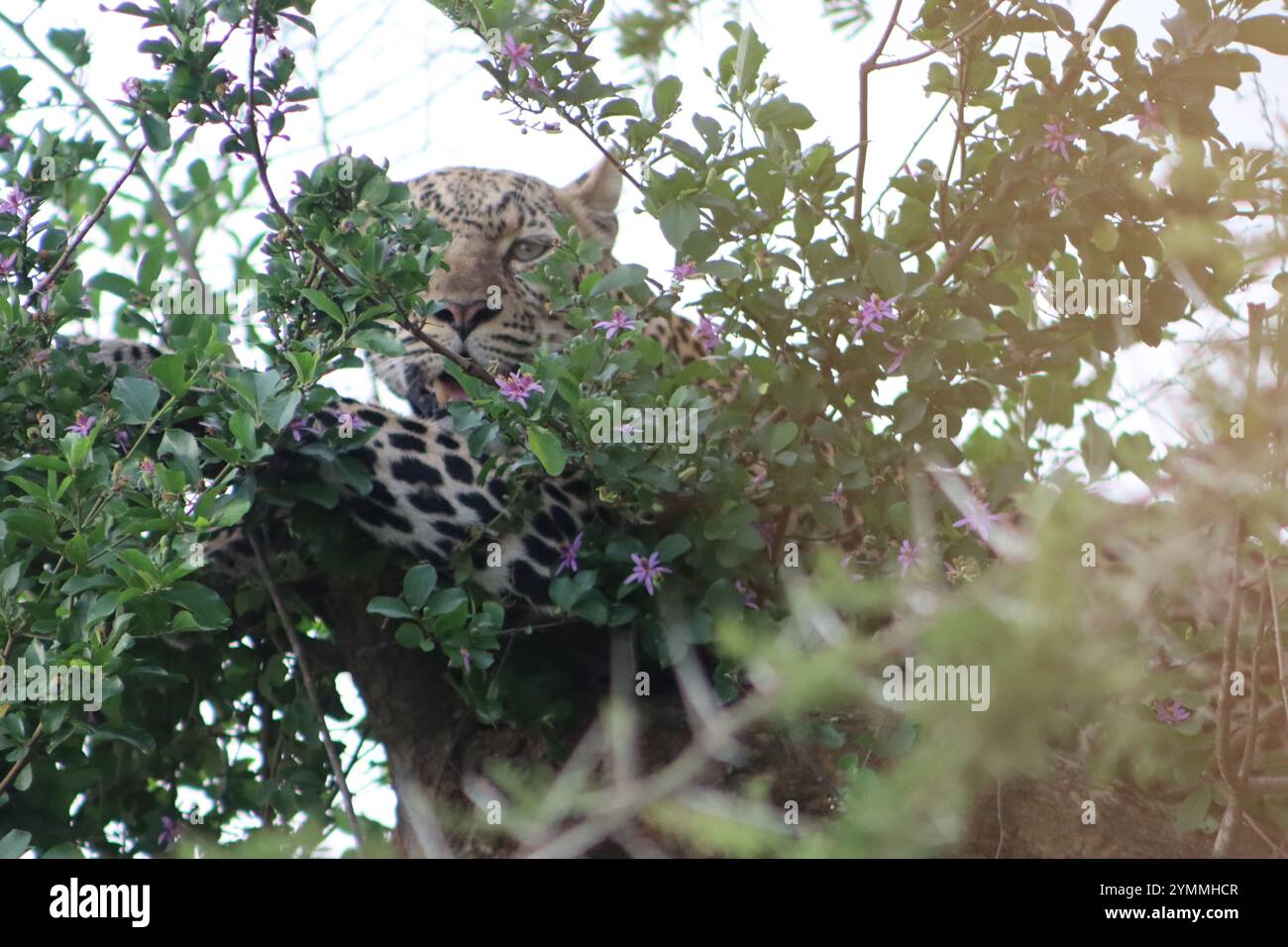Leopard versteckt sich im Baum Stockfoto