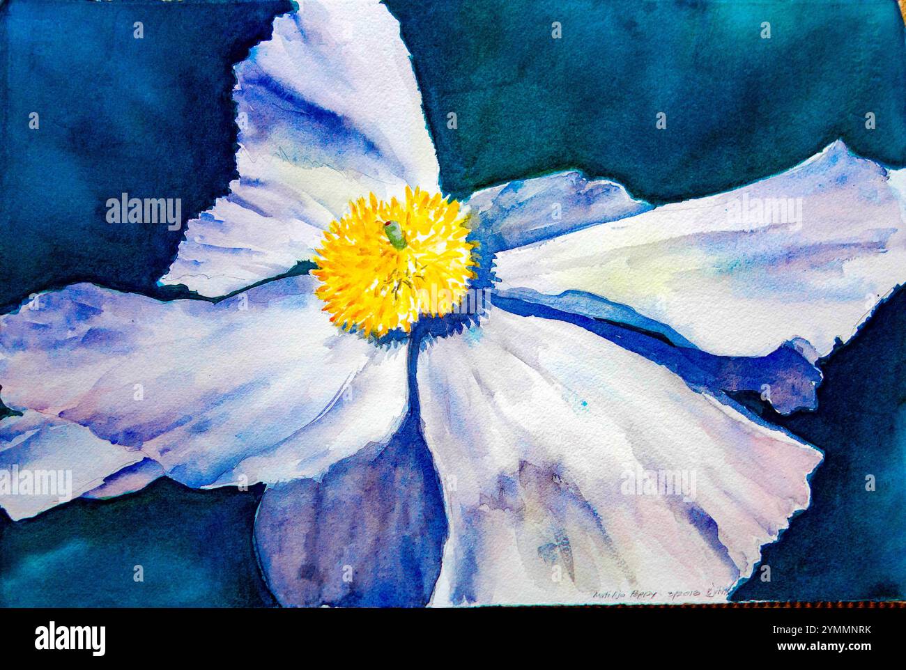 Aquarellgemälde mit einer Matlija-Mohnblume mit zarten weißen Blüten und einem leuchtend gelben Zentrum vor einem tiefblauen Hintergrund Stockfoto