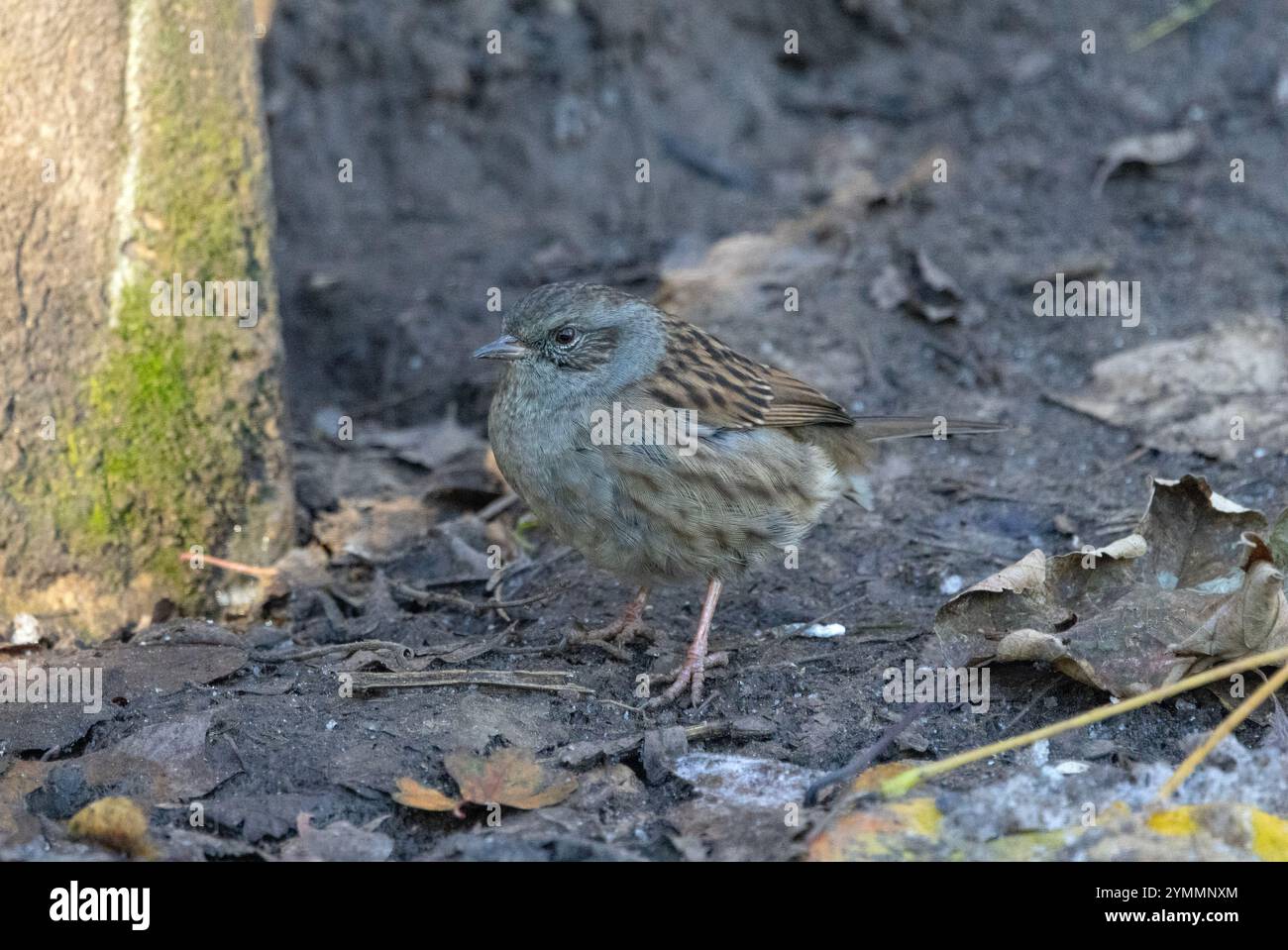 Der Dunnock oder Hedge Sparrow ist ein kryptischer Vogel mit dicker Vegetation und Hecken und gehört nicht zu der Familie der Spatzen. Stockfoto