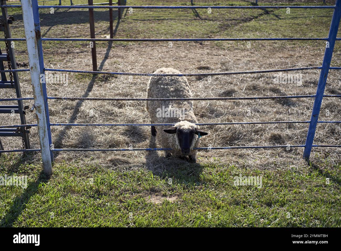 Schafe weiden auf grünem Gras Stockfoto