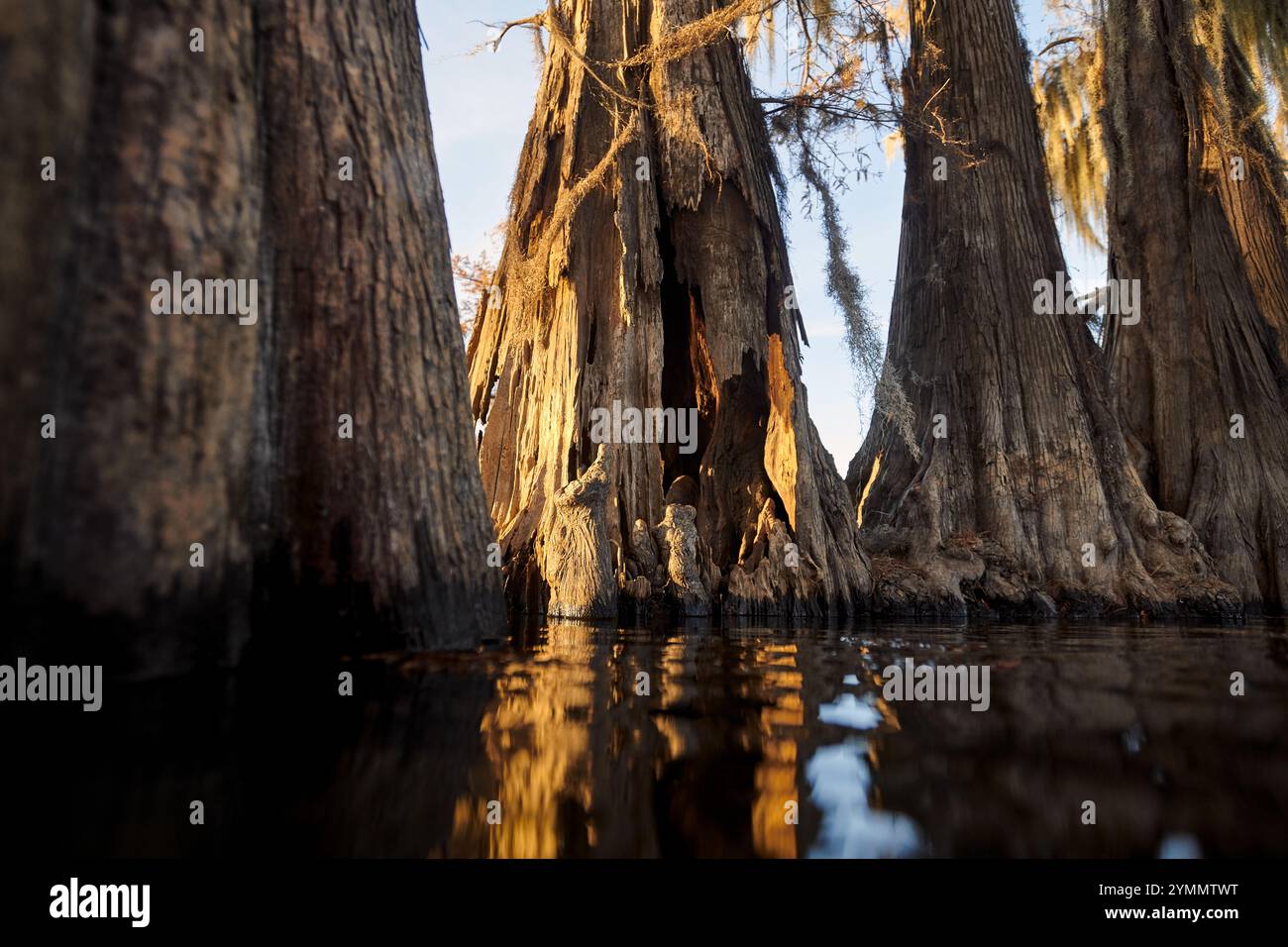 Zypressen im Caddo Lake auf Wasserhöhe Stockfoto