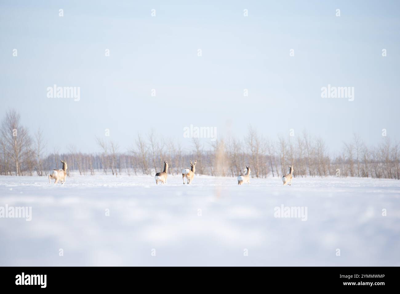 Eine Gruppe von Hirschen überquert ein schneebedecktes Feld im frühen Morgenlicht Stockfoto